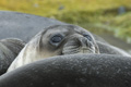 Juvenile Southern Elephant Seal