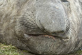 Male Southern Elephant Seal