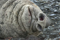 Male Southern Elephant Seal