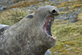 Male Southern Elephant Seal