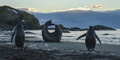 Juvenile Southern Elephant Seal Stretching with Gentoo Penguins