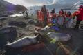 Curious Juvenile Southern Elephant Seals