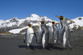 A Group of King Penguins