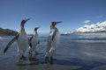 King Penguins Stroll on the Beach