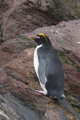 Macaroni Penguin