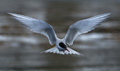 Antarctic Tern