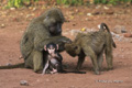 Baboons with Infant