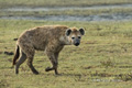 Spotted Hyena