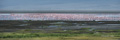 Lesser Flamingo in Ngorongoro Crater