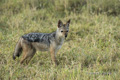 Black-Backed Jackal