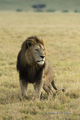 Male Lion