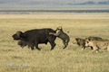 Lions Hunting a Cape Buffalo