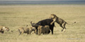 Lions Hunting a Cape Buffalo