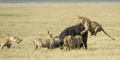 Lions Hunting a Cape Buffalo