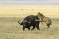 Lions Hunting a Cape Buffalo