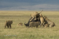 Lions Hunting a Cape Buffalo