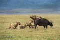 Lions Hunting a Cape Buffalo