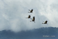 Grey-Crowned Cranes in Flight