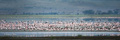 Lesser Flamingo in Ngorongoro Crater