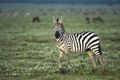 Common Zebra