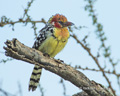 Red-and-Yellow Barbet