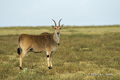 Common Eland