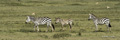 Common Zebra