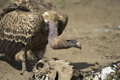 Rüppell's Griffon Vulture