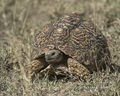 Leopard Tortoise