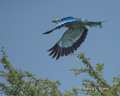 Lilac-Breasted Roller