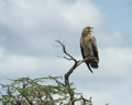 Tawny Eagle