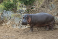 Hippopotamus