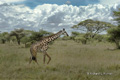 Maasai Giraffe