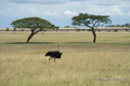 Common Ostrich