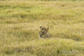 Lion in Grass