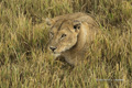 Lion in Grass