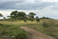 Serengeti Landscape