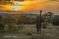 Maasai Giraffe at Sunrise