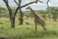 Maasai Giraffe