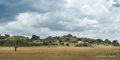 Serengeti Landscape