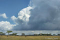 Serengeti Landscape