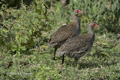 Red-Necked Spurfowl (Francolin)