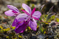 Dwarf Fireweed