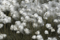 Arctic Cotton Grass