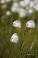 Arctic Cotton Grass