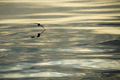 Baffin Bay Evening Light