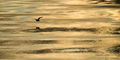 Baffin Bay Evening Light