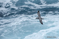 Northern Fulmar