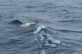 Northern Fulmar