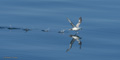 Northern Fulmar